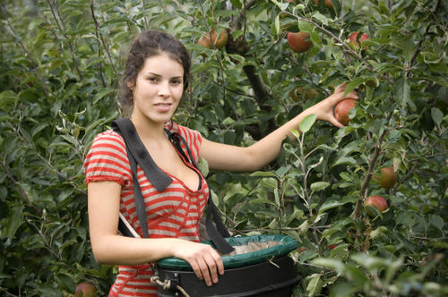 Farm Apple Picker