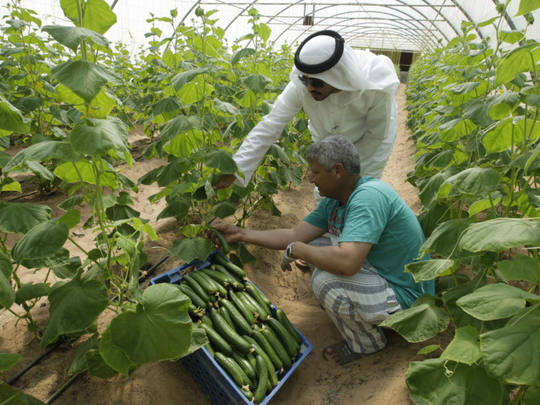 Recruitment of FarmWorkers in the United Arab Emirates