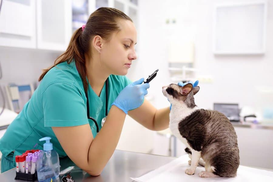 Veterinary Assistant Job Openings in the USA